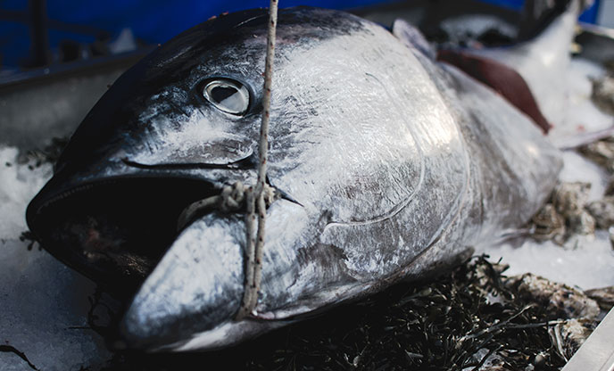 big-tuna-fish-the-paleo-diet